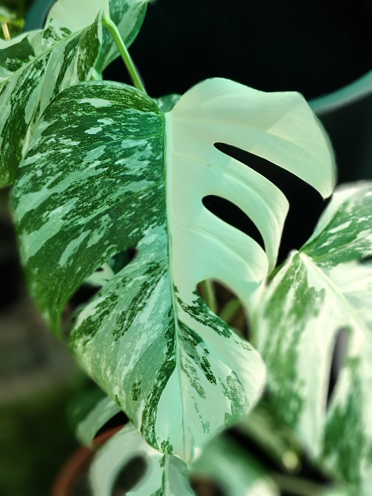 Monstera Borsigiana Variagata (Monstera Albo)