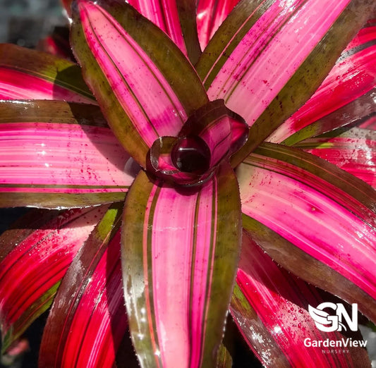 Bromeliad Neoregeelia