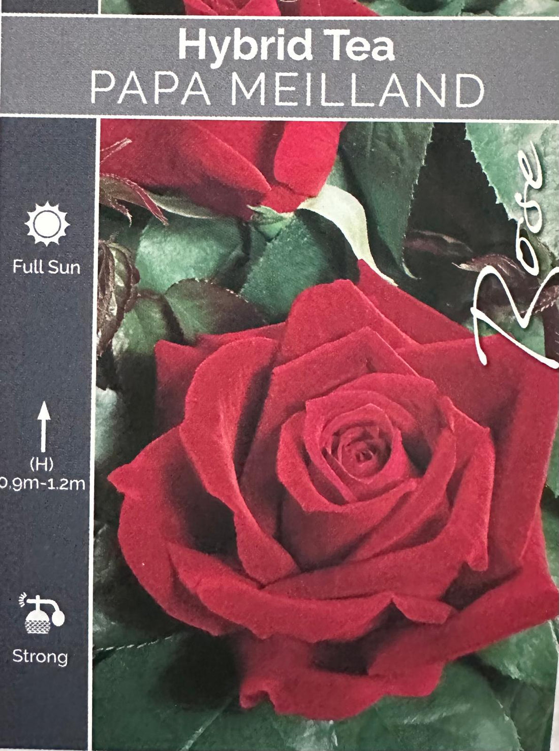 Rose Papa Meilland Standard