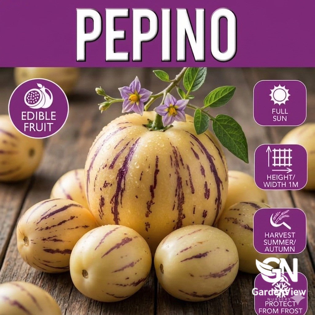 Pepino Solanum striped yellow-purple fruits with edible fruit growing information