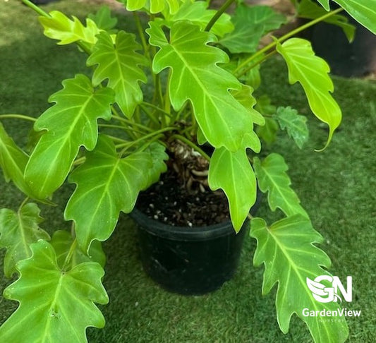 Philodendron Gold Bullion
