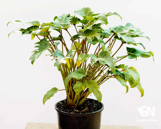 Philodendron Xanadu