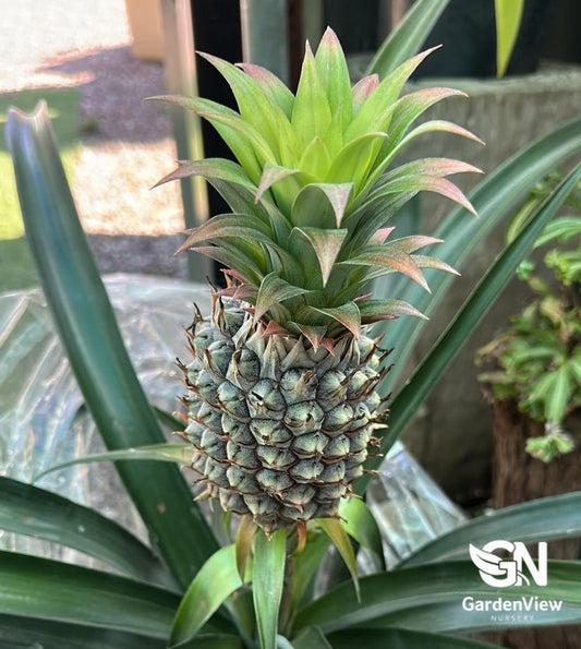 Pineapple (Ananas Bracteatus)