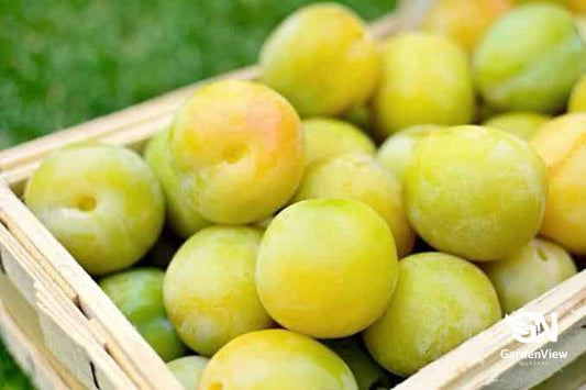 Plum Green Gage