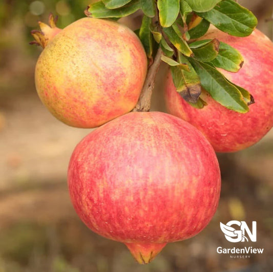 Pomegranate Elche