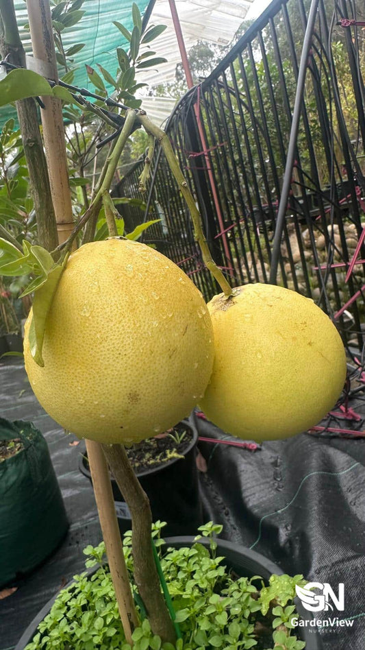 Pomelo