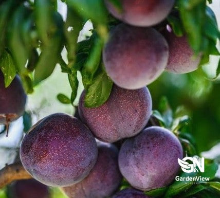 Plum Primetime