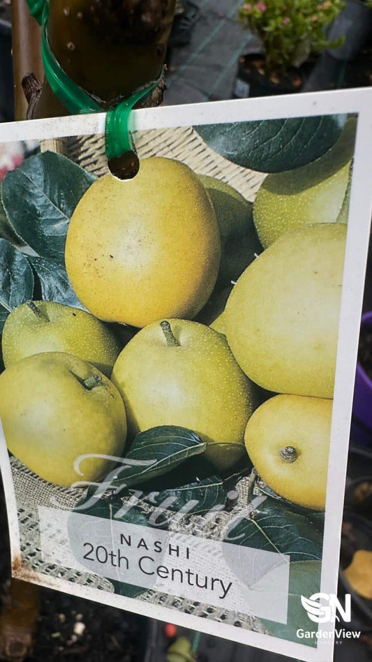 Mature Nashi pear tree with glossy green leaves and developing fruit in a sunny Australian garden setting