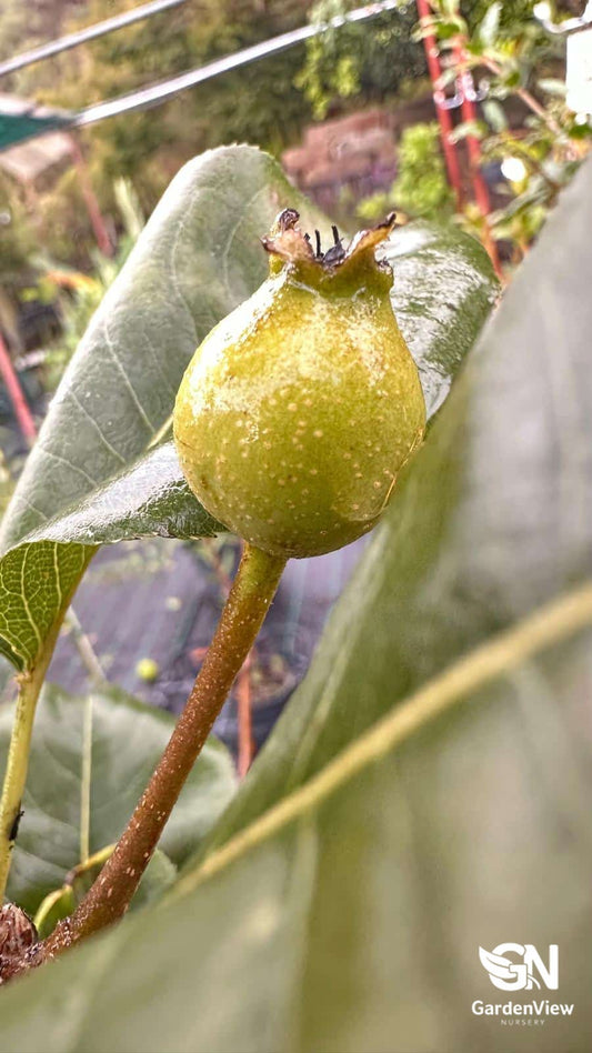 Mature Nashi pear tree with glossy green leaves and developing fruit in a sunny Australian garden setting