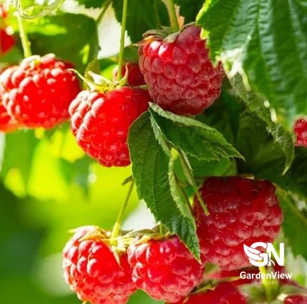Raspberry