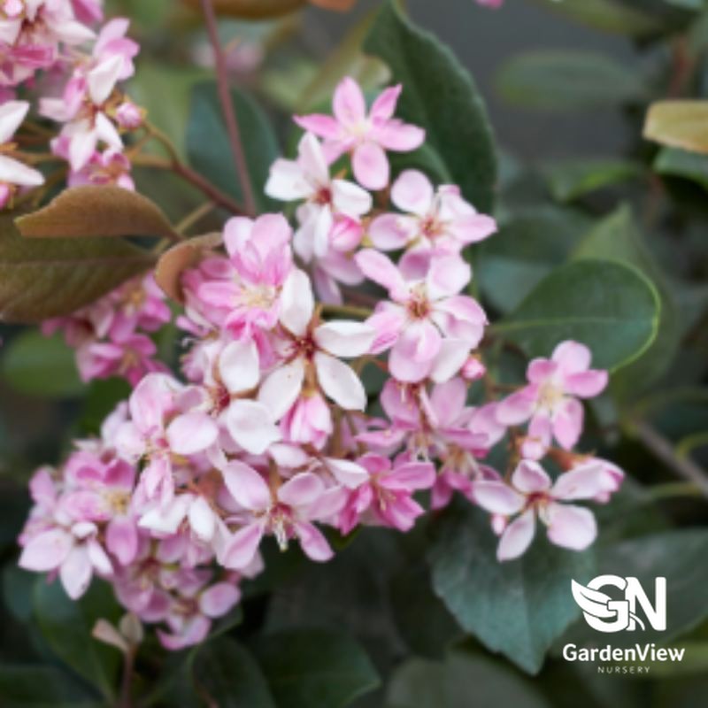 Rhaphiolepis Oriental Pink with clusters of pale pink star-shaped flowers and green foliage