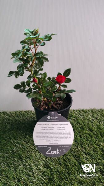 Rose Zepeti Patio/Carpet