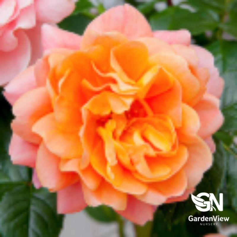 Rose Afternoon Delight Bush with peachy-orange blooms in full flower