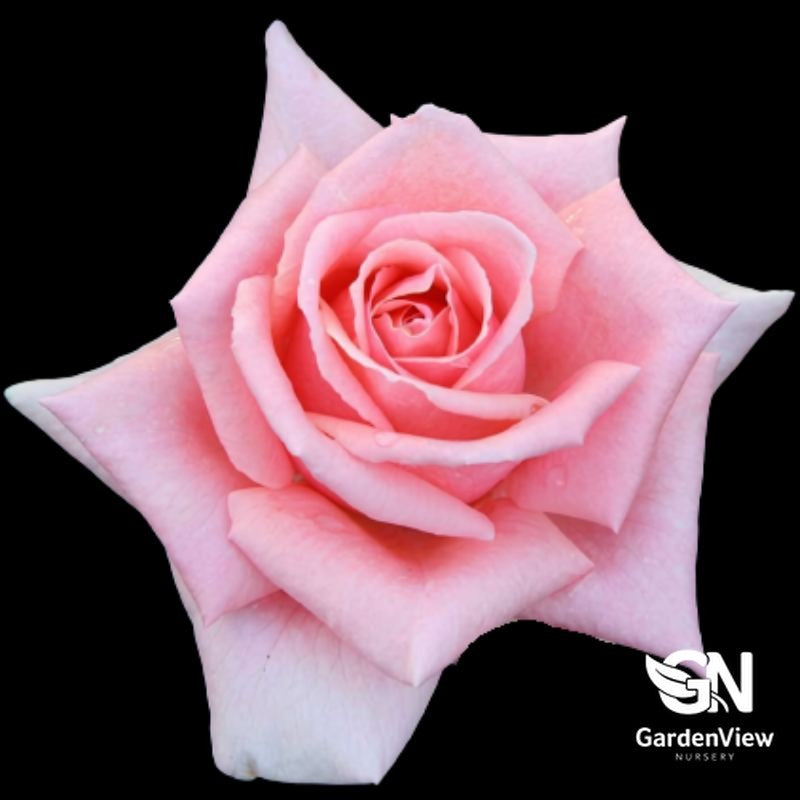 Rose Cinderella Freelander Bush with soft pink blooms against black background