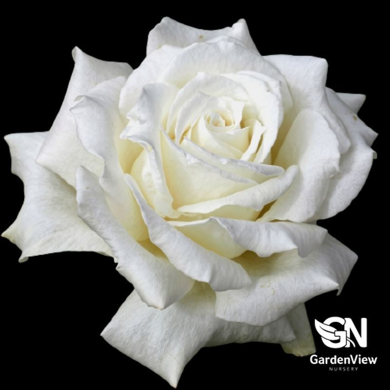 White Rose Memoire Bush flower in full bloom against black background