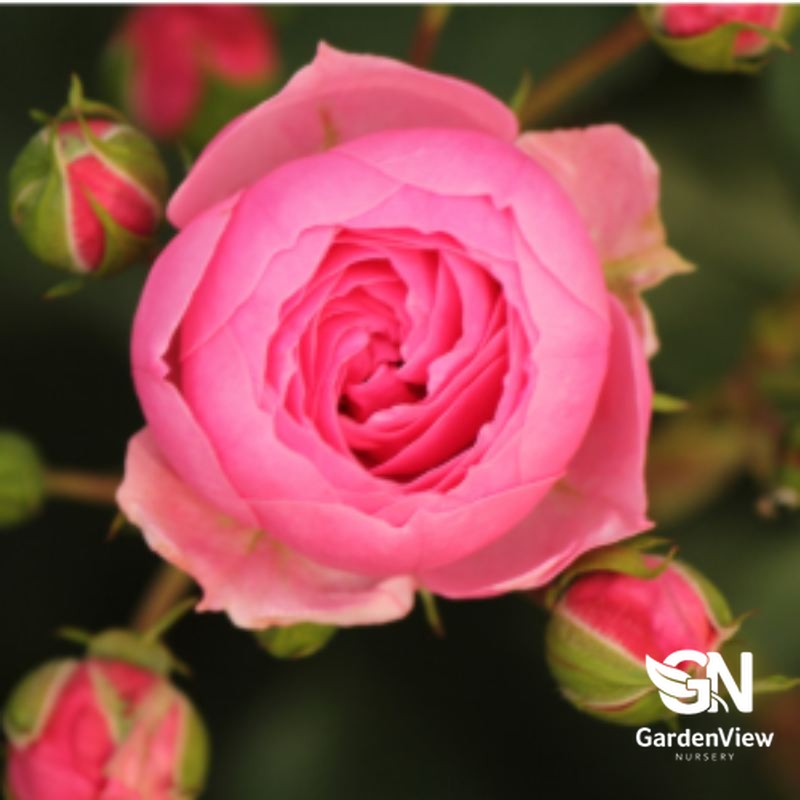 Rose Pomponella Standard with pink double blooms and surrounding buds