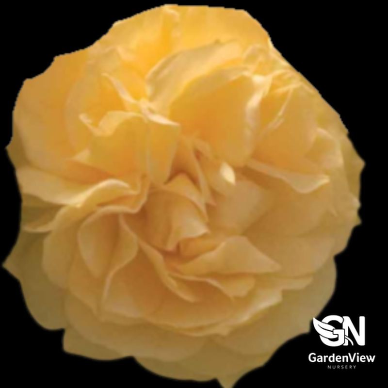 Rose Soul Mate Standard with pale yellow double blooms against black background