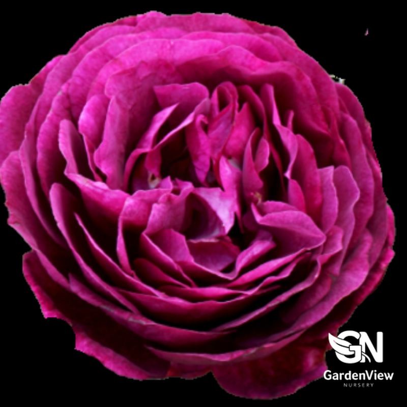 Rose Twilight Zone Bush with vibrant magenta-pink layered petals against black background
