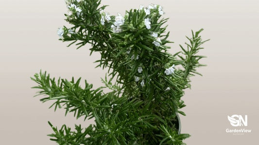 Fragrant rosemary herb with needle-like green leaves and small blue flowers growing in a terracotta pot