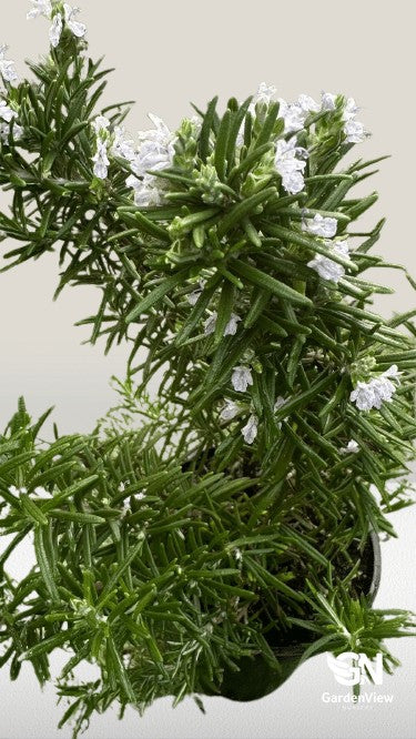 Fragrant rosemary herb with needle-like green leaves and small blue flowers growing in a terracotta pot