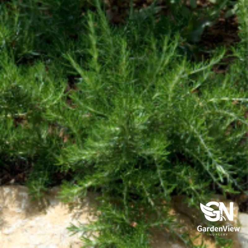 Rosmarinus officinalis Trailing rosemary with green foliage cascading over pot edge