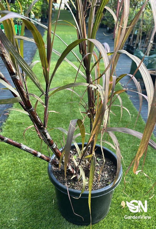 Saccharum Officinarum (Sugar Cane)