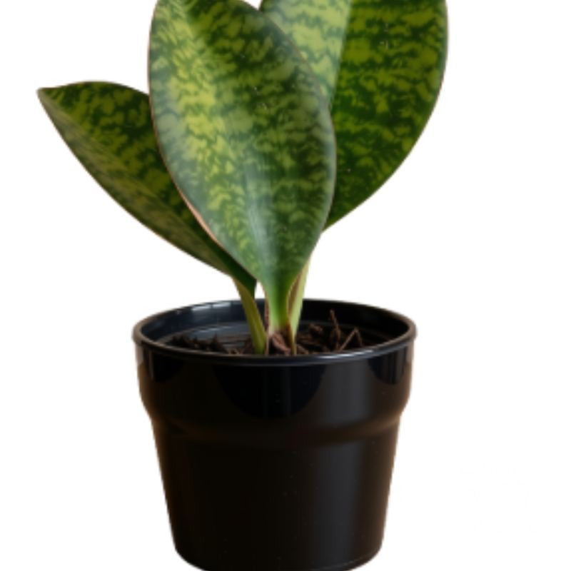 Sansevieria Masoniana with variegated green leaves in black plastic pot