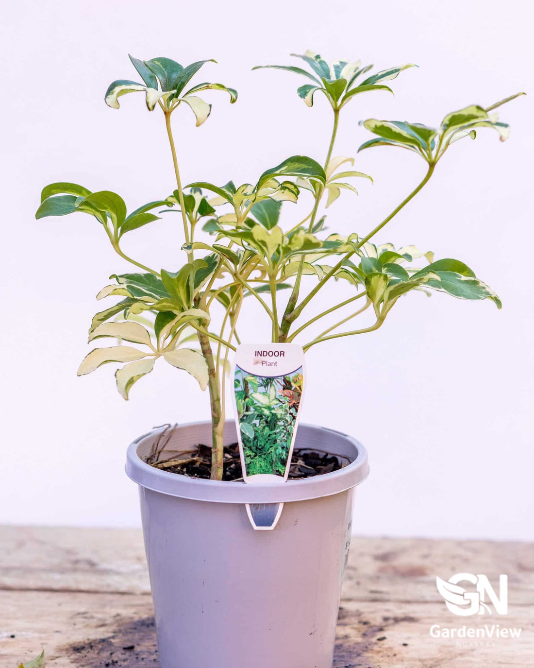 Schefflera Variegated