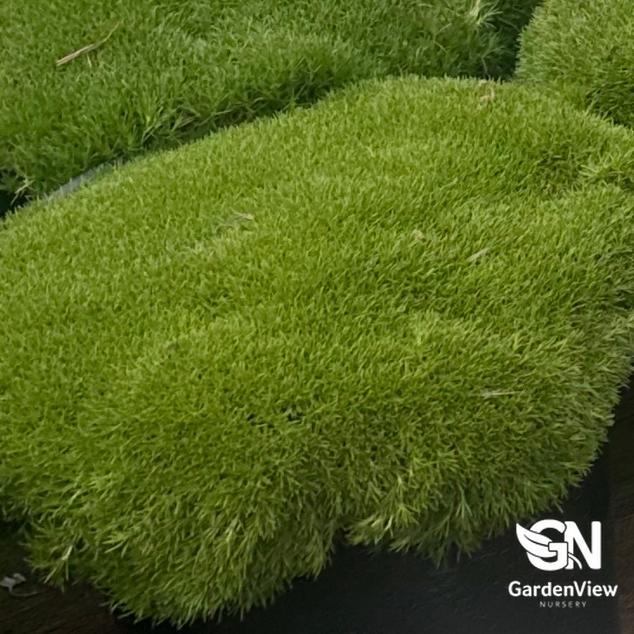 Scleranthus Biflorus Lime Lava bright green moss-like cushion plant in nursery pot