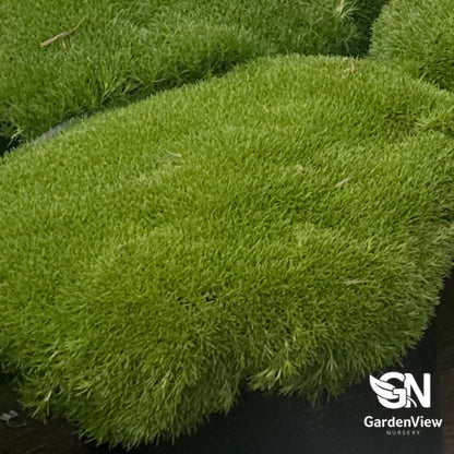 Scleranthus Biflorus Lime Lava bright green moss-like cushion plant in nursery pot