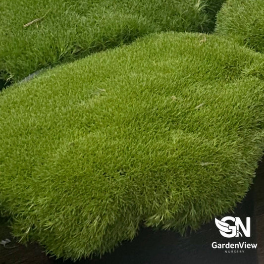 Scleranthus Biflorus Lime Lava bright green moss-like cushion plant in nursery pot