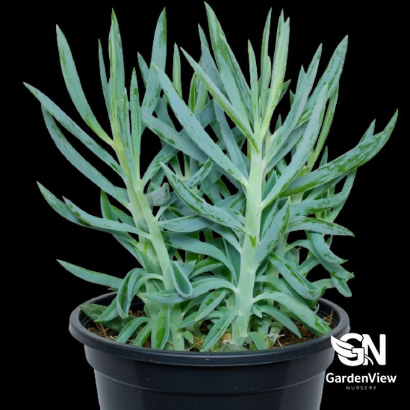 Senecio Ficoides Big Blue Chalksticks with blue-green succulent leaves in black pot