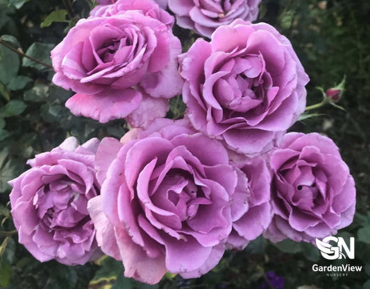 Rose Shocking Blue Standard