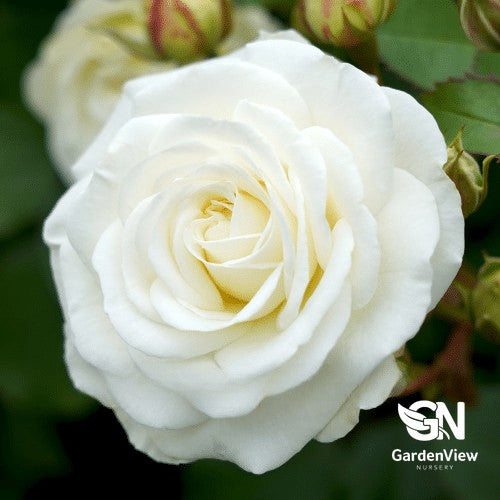 Rose Snow Kiss Standard