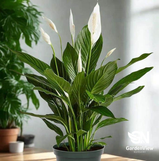 Spathiphyllum (Peace Lily)