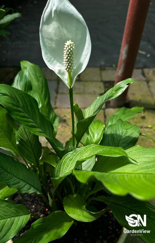 Spathiphylum Platinum Mist