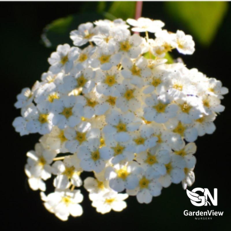 Spiraea Cantoniensis Double White May Bush with clusters of white flowers and yellow centers