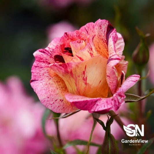 Rose Star Burst Bush