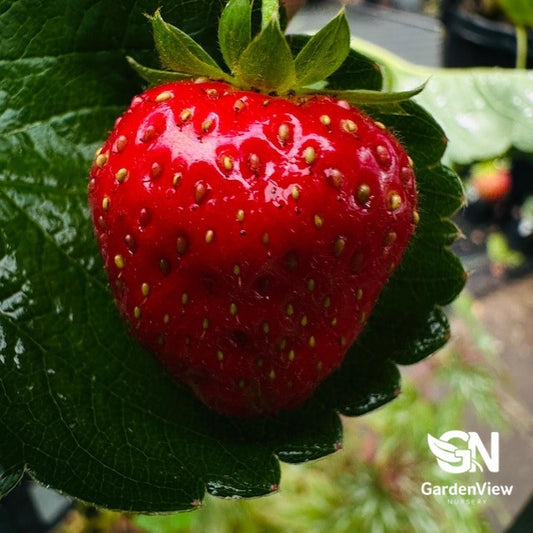 Strawberry Hanging Basket