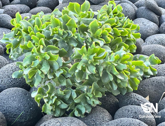 Assorted succulent varieties in terracotta pots showing diverse leaf shapes and colours on outdoor table