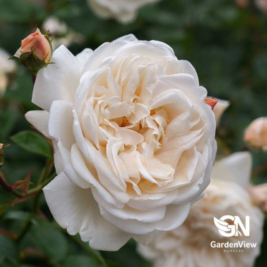 Rose Summer Memories Bush