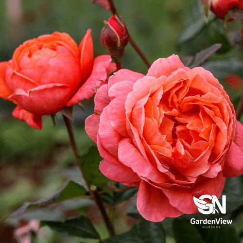 Rose Summer Song Bush