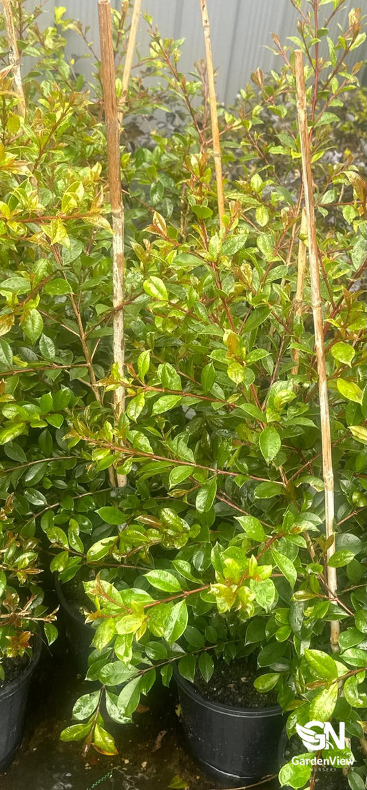 Syzygium Australe 'Select Form'