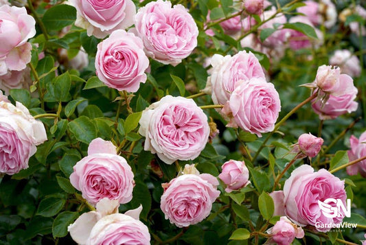 Rose Tallulah Bush