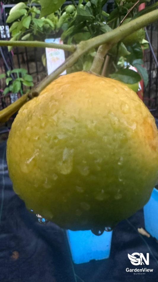 Tangelo Seminole (Cross Between Mandarine And Grape Fruit)