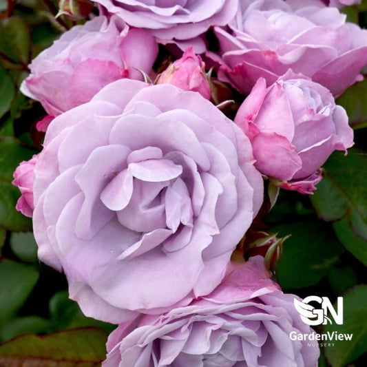 Rose Tangles Bush