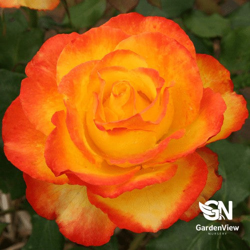 Rose Tequila Sunrise Bush