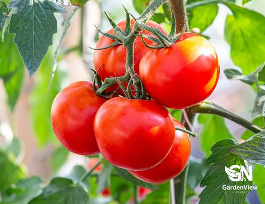 Healthy tomato plant with bright red ripe tomatoes growing on the vine in a sunny garden bed