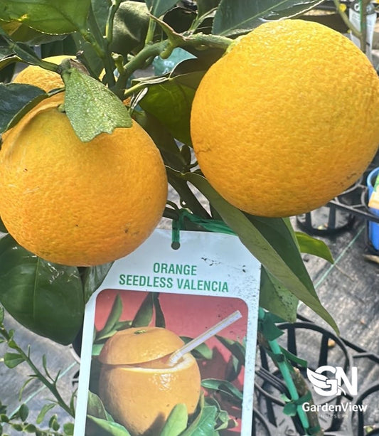 Orange Valencia Seedless Dwarf