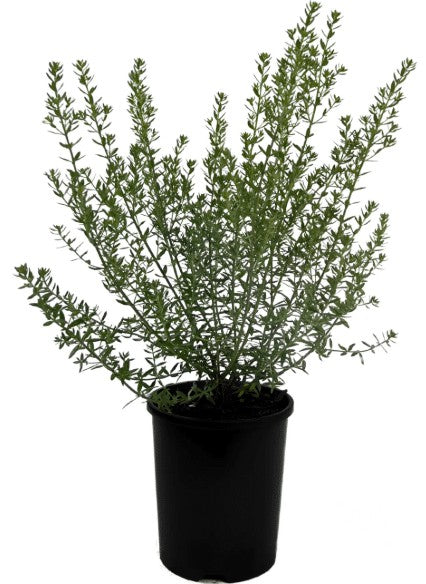 Westringia Fruticosa Blue Gem